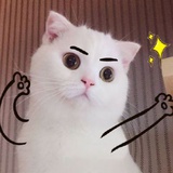 后来你变成了狗
