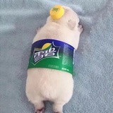 白日梦