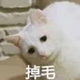 皮羊