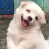 耳朵呀