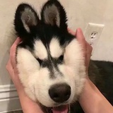 章鱼小丸子