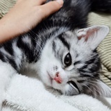 鸭鸭