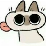 猫可以上大学吗