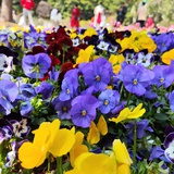 奇奇的奇奇怪哉