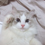 叉烧饭