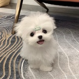 努力小狗