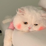 呆头鱼