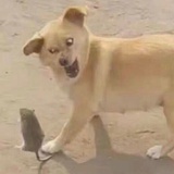 咕咕咕
