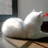 萌猫爱上了羊