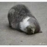 荔枝啵啵