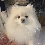 豆阿吉