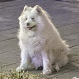 二哈小鱼