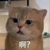 喵