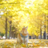 太阳花