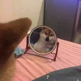 猫怼怼