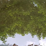 盛夏的盛夏