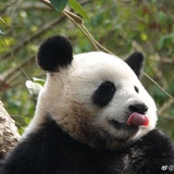 是川仔崽吖