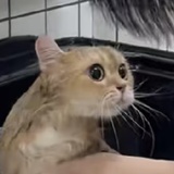 暴躁的猫猫洗澡