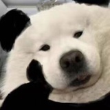 北顾