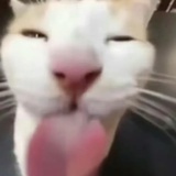 歪比巴卜