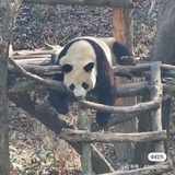 取名无能哟