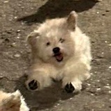 给韦恩老爷请安