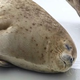 渡鸦