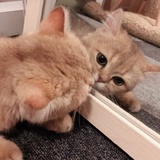 小半