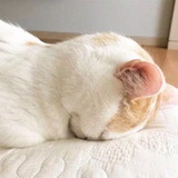 小奶熊ฅ