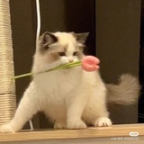 叁肆有柒