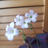 舒拉贝贝
