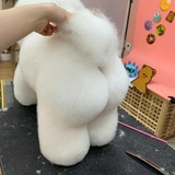爱🐶人士