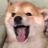 Sakurapuff