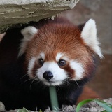 积灰-