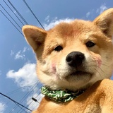 乔鹿