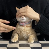 输情歌