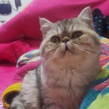 yicc