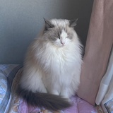 西森猫到碗里来
