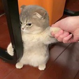 一只草莓冰淇淋