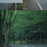 冰海晚松