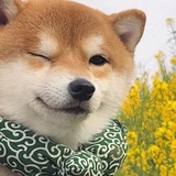又能磕了