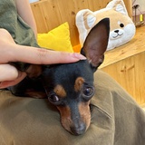choi