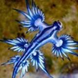 大西洋的海蛞蝓