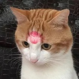 土多啤梨