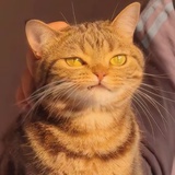 疯狂麦咭