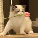还有什么呀