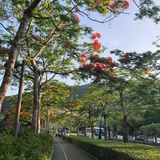 椰汁芒果黑糯米