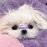 摸摸小鱼