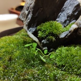 山奇