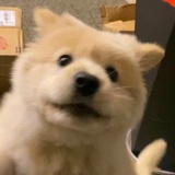 唧唧呱呱吃西瓜